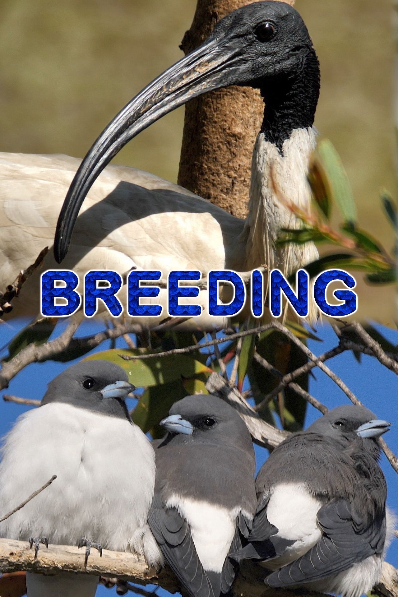 Breeding - Documentary Film | Watch Online | GuideDoc